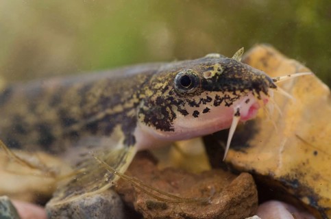 Stone Loach