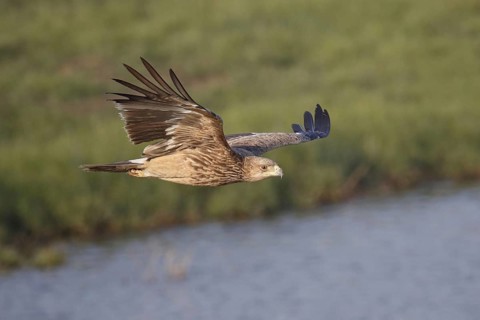 Eastern imperial eagle
