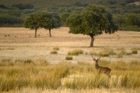 Iberian red deer