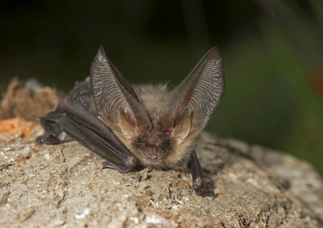 Brown Long-eared Bat