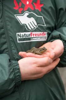 Grasfrosch