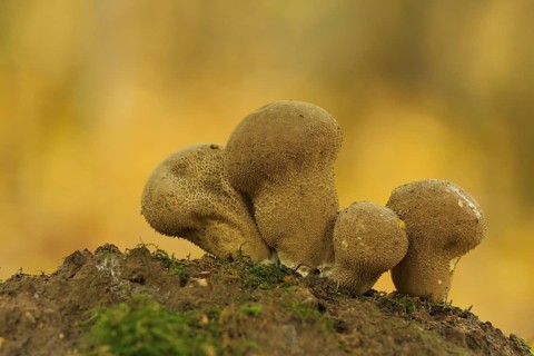 Four Brown umber-brown puffball