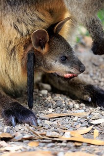 Swamp wallaby
