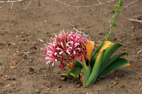 South african crinum lily