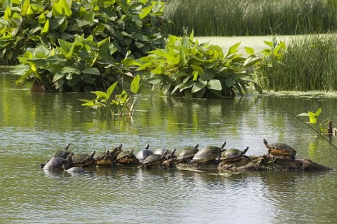 (Pseudemys rubriventris) nelsoni, florida red-bellied cooter (Pseudemys nelsoni), red-bellied
