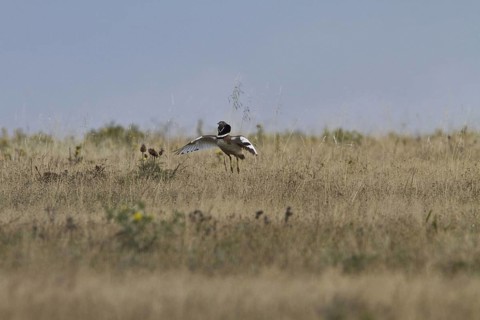 Little Bustard