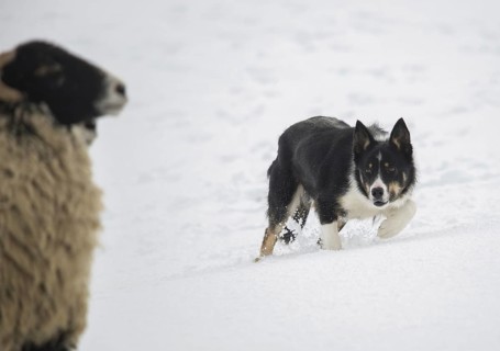 Domestic dog