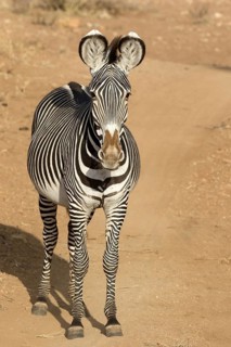 Grevy's grevy's zebra