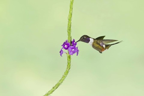 Purple-throated Woodstar