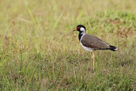 Red-wattled Lapwing
