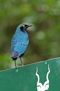Greater Blue-eared Glossy Starling