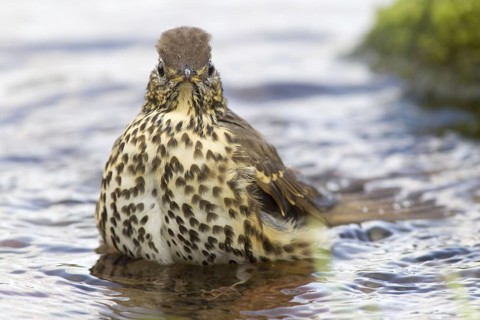 Song thrush