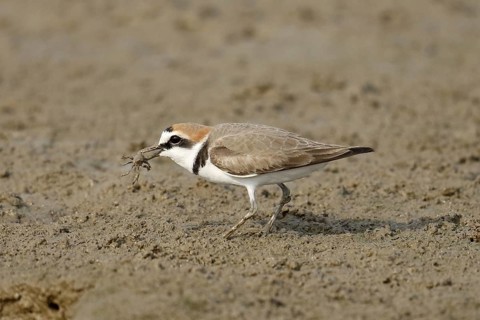 Kentish plover