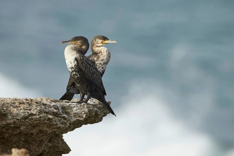 Great great cormorant