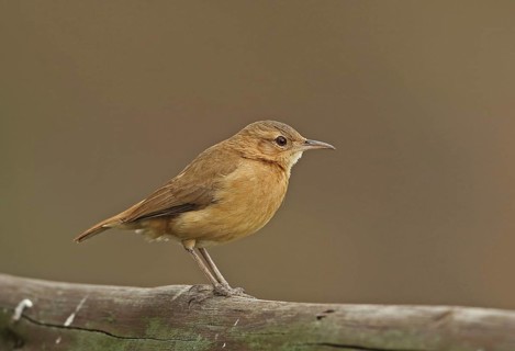 Rufous Hornero