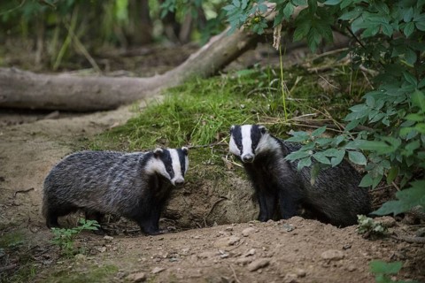 Badger