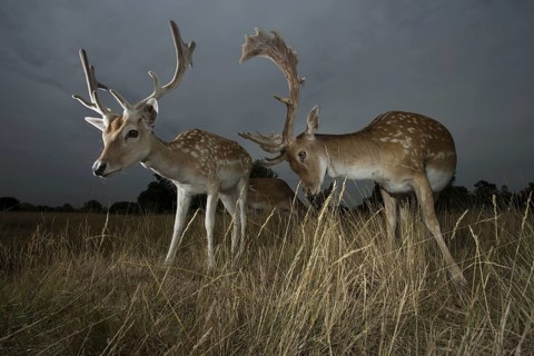 Fallow Deer