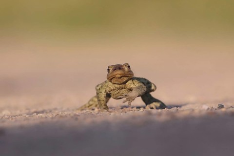 Common Toad