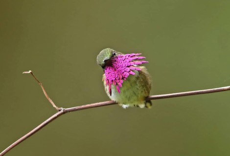 Vine-throated Hummingbird
