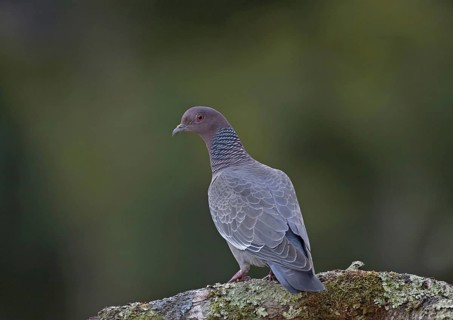 Picazuro Pigeon