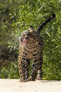 Parana jaguar