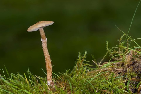 A fruiting body of earthy powdercap fungus