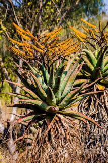cape aloe