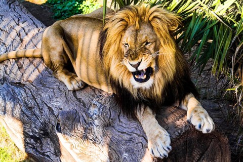 Male lion