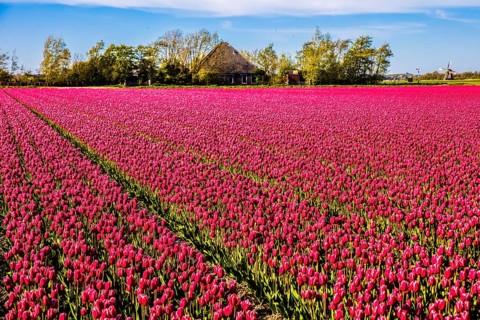 Flowering tulip fields