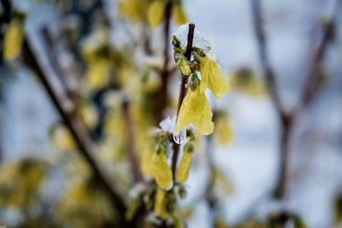 Snow covered forsythia branch