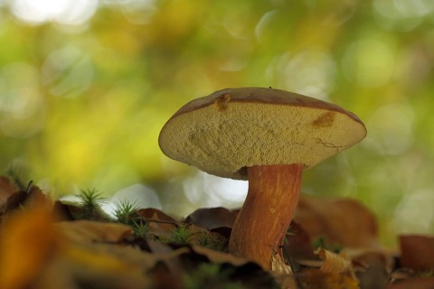 Chestnut boletus
