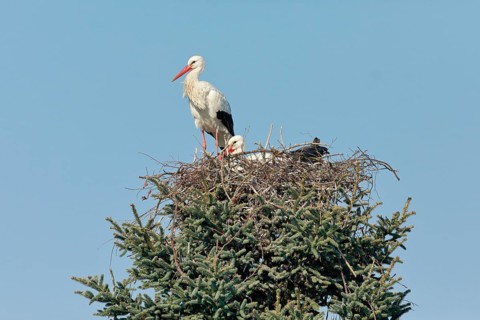 Pair of white storks in the nest during the breeding season