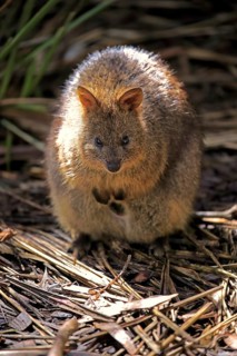 Quokka