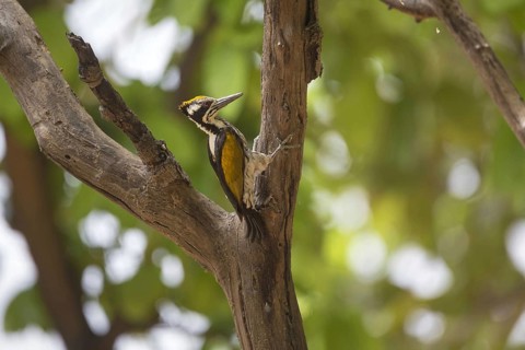 White-naped Woodpecker