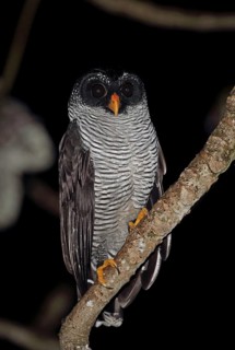 Black-and-white owl