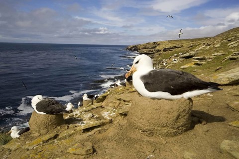 Black-browed albatross