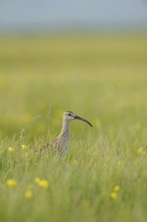 Whimbrel
