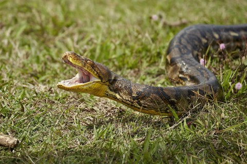 Reticulated python