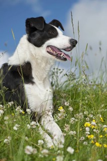 Domestic dog