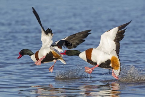 Common Shelduck