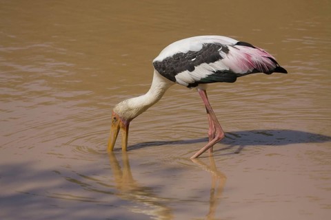 Painted stork looking for food