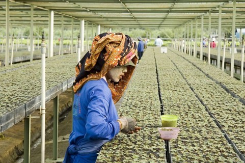 Employees with sunscreen working on a row of seedlings in the greenhouse