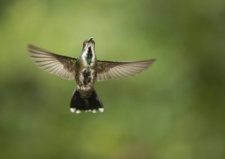 Green-breasted mango