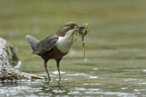 White-throated Dipper