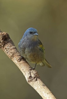 Golden-chevroned tanager