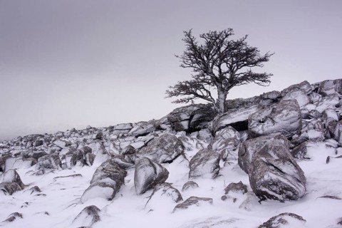 Lone briar on snow-covered limestone cliff