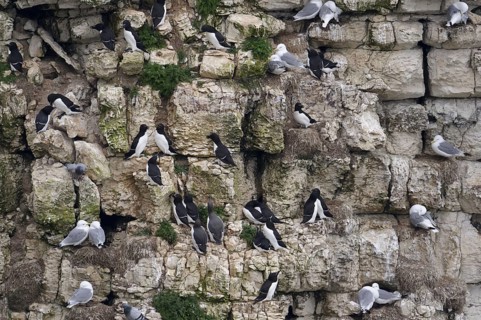 Adult kittiwake