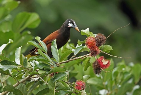 Montezuma Oropendola