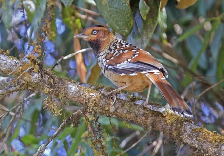 Spotted Laughing Thrush