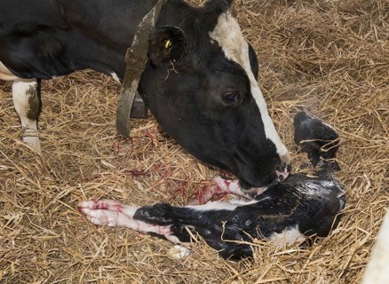 Domestic cow
